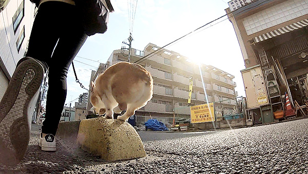 楓太 きょうのわんこ 写真3