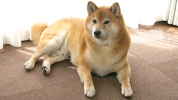 こたろう きょうのわんこ 写真1