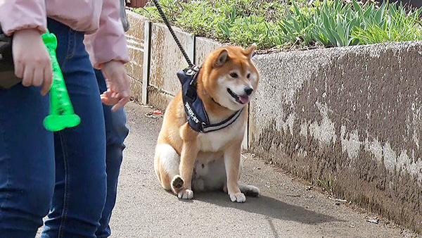 こたろう きょうのわんこ 写真3