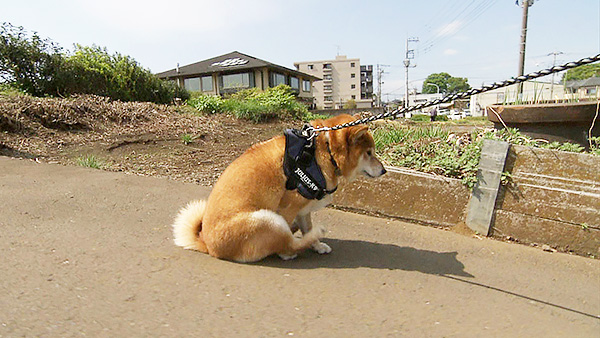 こたろう きょうのわんこ 写真4