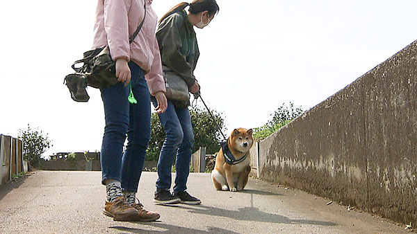 こたろう きょうのわんこ 写真5