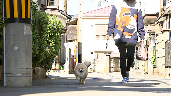 小桃 きょうのわんこ 写真4