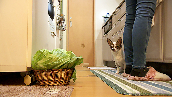 福 きょうのわんこ 写真4