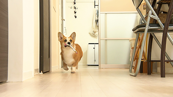 ぱん きょうのわんこ 写真5