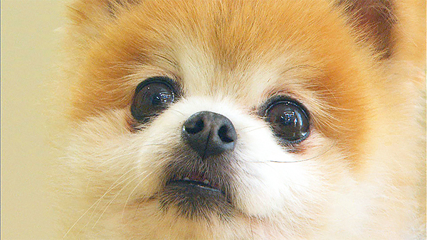 キナコ きょうのわんこ 写真1