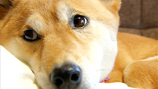 ラン きょうのわんこ 写真1