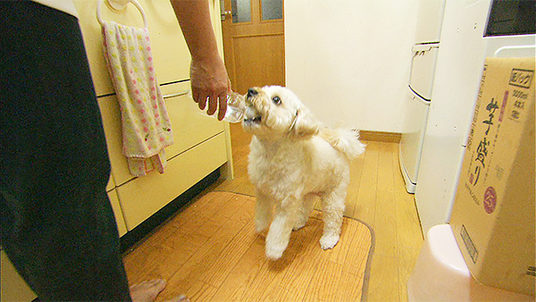 メル きょうのわんこ 写真3