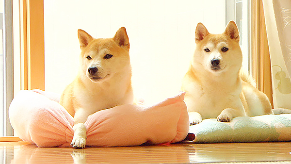 ゆゆこ きょうのわんこ 写真1