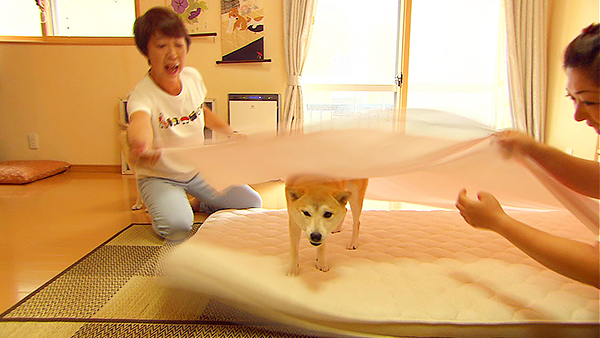 ゆゆこ きょうのわんこ 写真3