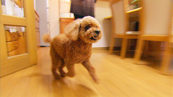 ここあ きょうのわんこ 写真3