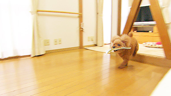ここあ きょうのわんこ 写真5