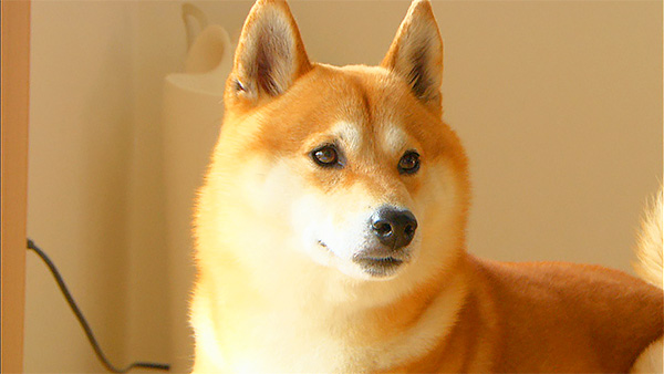 兼続 きょうのわんこ 写真1