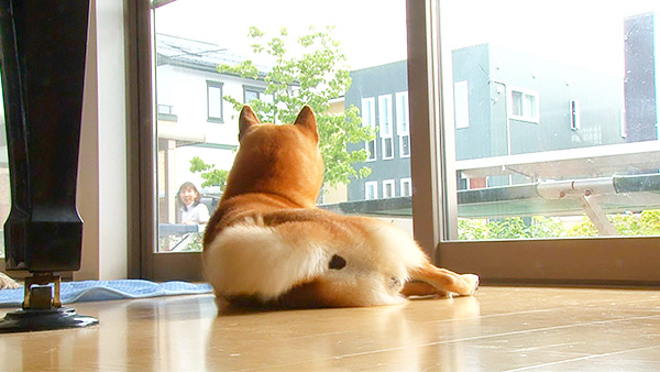 兼続 きょうのわんこ 写真2