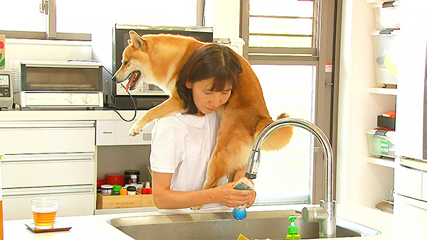 兼続 きょうのわんこ 写真4