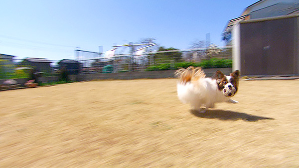 ぽっけ きょうのわんこ 写真4