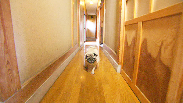 凛 きょうのわんこ 写真4