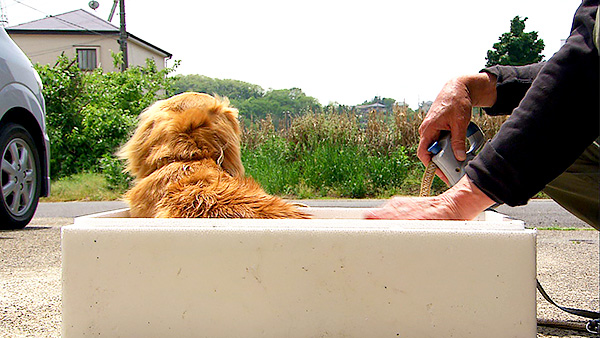 まりん きょうのわんこ 写真4