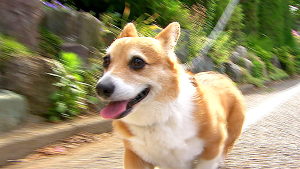 ピュア きょうのわんこ 写真1