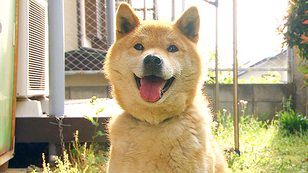 ジャッキー きょうのわんこ 写真1