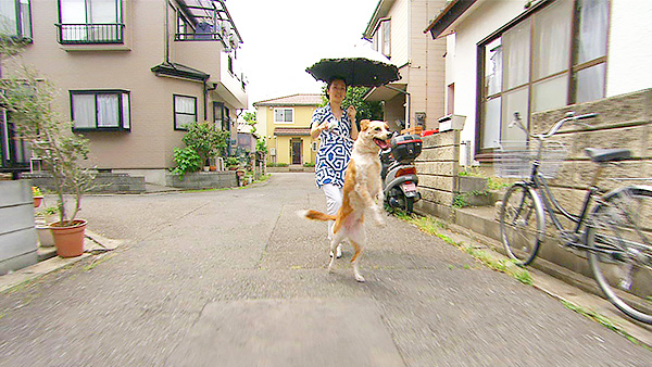 ミル きょうのわんこ 写真2