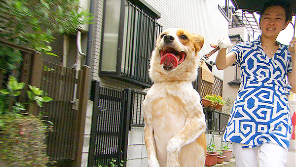 ミル きょうのわんこ 写真3