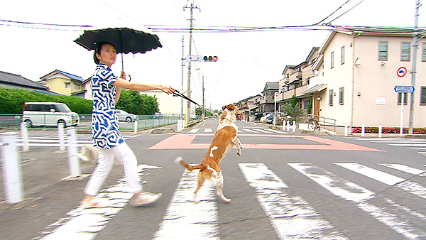 ミル きょうのわんこ 写真4