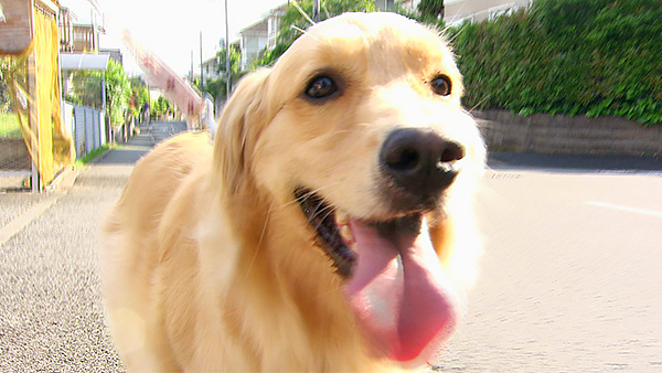 Birdie きょうのわんこ 写真1