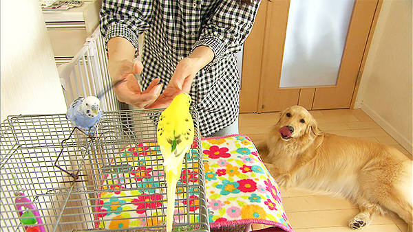 Birdie きょうのわんこ 写真2