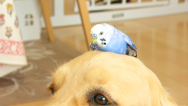 Birdie きょうのわんこ 写真4