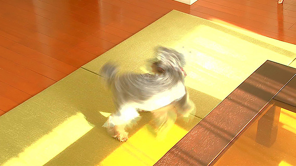 そら きょうのわんこ 写真2