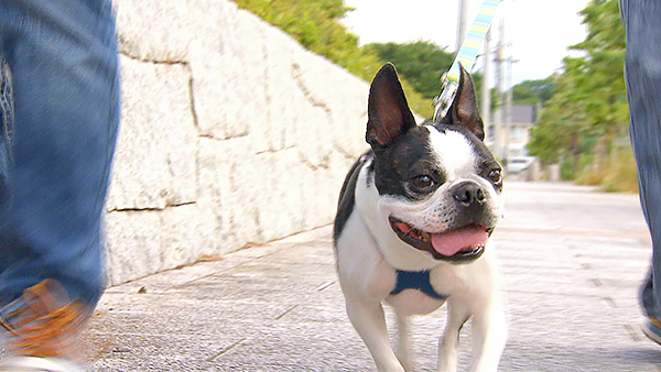 サニー きょうのわんこ 写真1