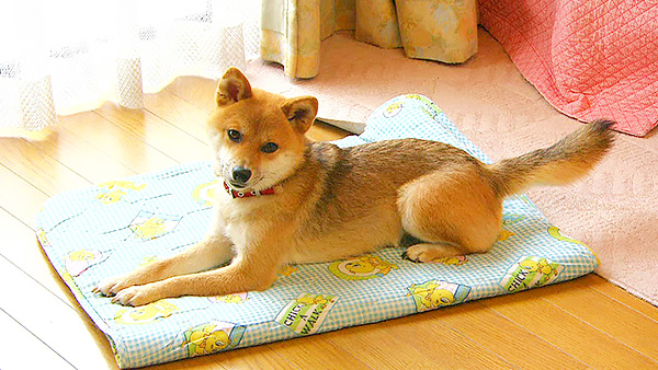 ゆず きょうのわんこ 写真2