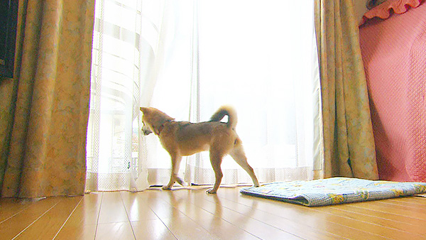 ゆず きょうのわんこ 写真3
