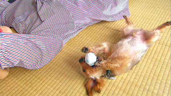 チェルシー きょうのわんこ 写真4