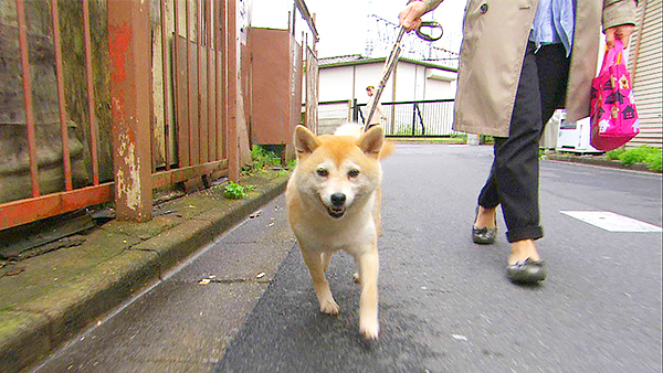 杏 きょうのわんこ 写真1