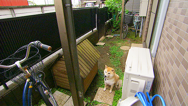 杏 きょうのわんこ 写真2