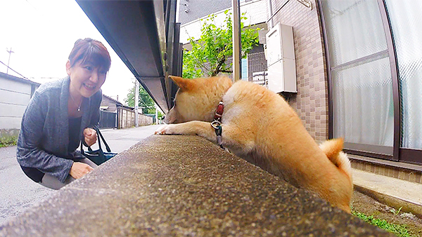 杏 きょうのわんこ 写真3