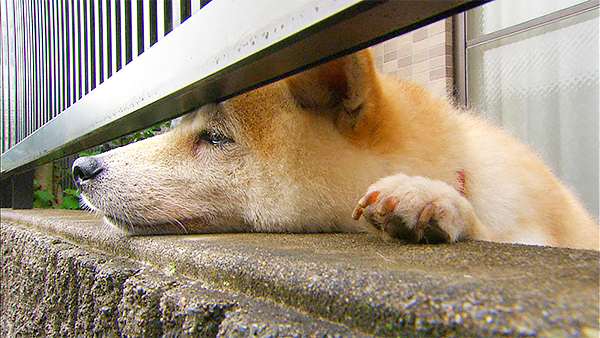 杏 きょうのわんこ 写真4
