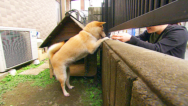 杏 きょうのわんこ 写真5
