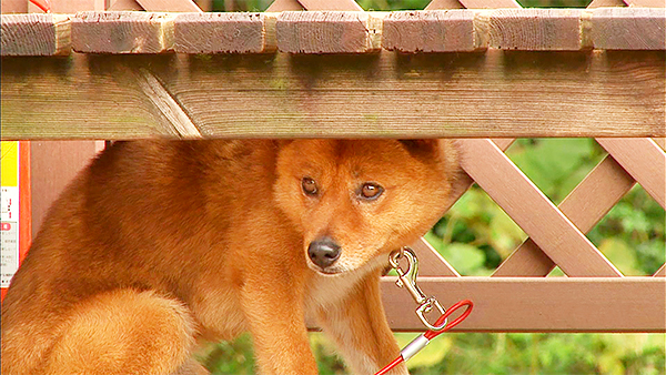 くぅ きょうのわんこ 写真4