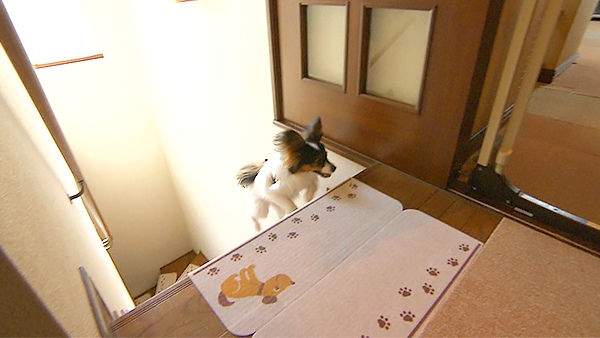 夜叉丸 きょうのわんこ 写真2