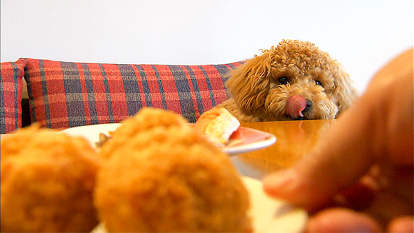 チョコ きょうのわんこ 写真4