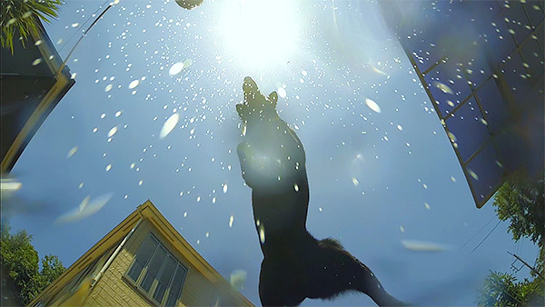 ここあ きょうのわんこ 写真5