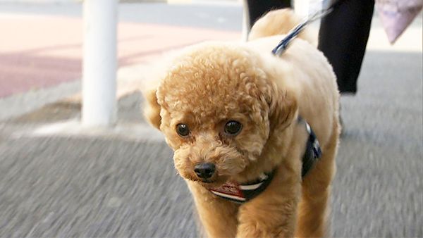 そら きょうのわんこ 写真1