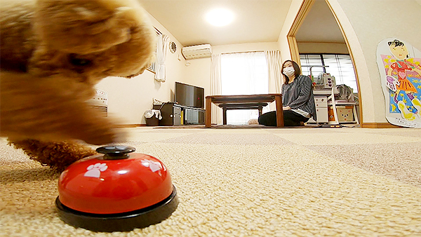 そら きょうのわんこ 写真3
