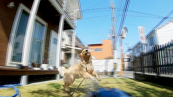 きなこ きょうのわんこ 写真4