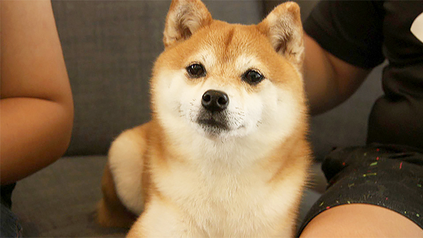 小梅 きょうのわんこ 写真1
