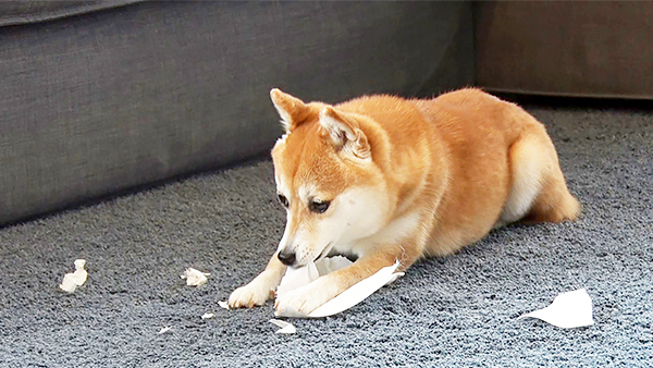 小梅 きょうのわんこ 写真4