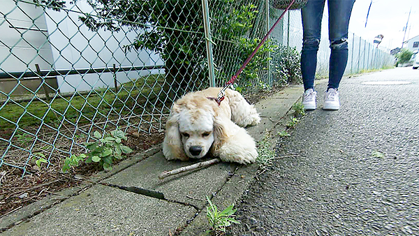 ベル きょうのわんこ 写真2