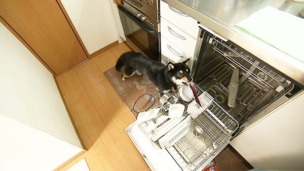 クロスケ きょうのわんこ 写真4